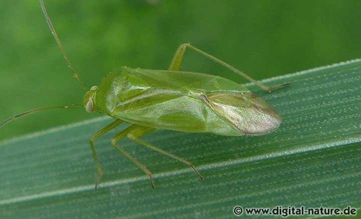 Grüne Futterwanze Lygocoris pabulinus