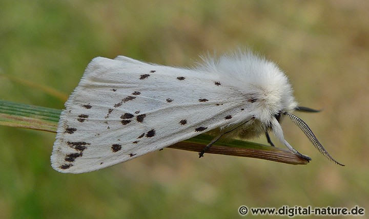 Breitflügeliger Fleckleibbär Spilosoma lubricipeda Männchen