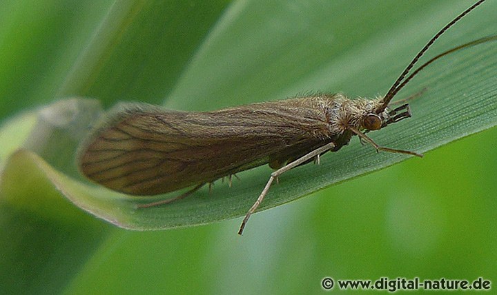 Köcherfliegen-Gattung Tinodes