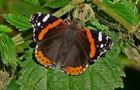 Admiral