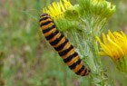 Schmetterlingsraupen