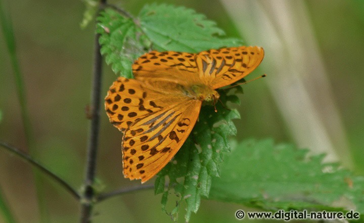 Argynnis paphia ist ein charakteristischer Schmetterling des Waldes