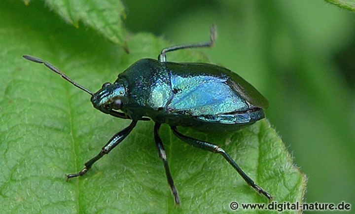 Blaugrüne Baumwanze Zicrona caerulea