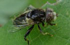 Schwarze Augenfleck-Schwebfliege