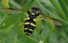 Sp&auml;te Gelbrand-Schwebfliege