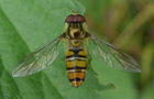 Hainschwebfliege