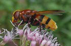 Hornissen-Schwebfliege