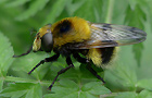 Hummel-Waldschwebfliege