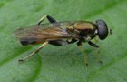 Gemeine Langbauchschwebfliege