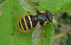 Gro&szlig;e Torfschwebfliege