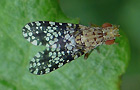 Trypetoptera punctulata