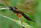 Schlupfwespe Apechthis compunctor