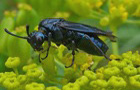 B&uuml;rstenhornblattwespe Arge cf.gracilicornis