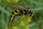 Schlupfwespe Banchus cf.pictus