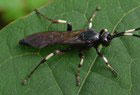 Schlupfwespe Coelichneumon deliratorius