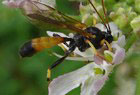 Schlupfwespe Cosmoconus nigriventris