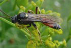 Schlupfwespe Ctenichneumon panzeri