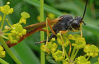 Schlupfwespe Erigorgus cf.cerinops