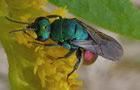 Goldwespe Hedychrum gerstaeckeri