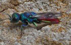 Goldwespe Chrysis gracillima