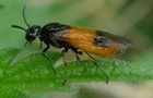 B&uuml;rstenhornblattwespe Arge cyanocrocea