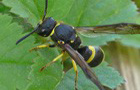 Lehmwespe Ancistrocerus nigricornis