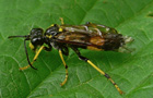 Blattwespe Tenthredo maculata