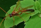 Schlupfwespe Ophion ventricosus