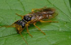 Blattwespe Pamphilius aurantiacus
