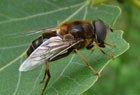 Gemeine Keilfleckschwebfliege