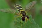 Gemeine Stiftschwebfliege