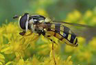 Gestreifte Waldschwebfliege