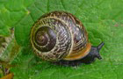 Baumschnecke