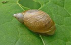 Bernsteinschnecke