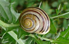 Garten-B&auml;nderschnecke