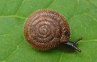 Gemeine Haarschnecke