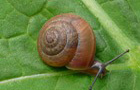 Inkarnatschnecke