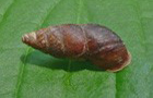 Berg-Vielfra&szlig;schnecke