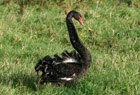 Schwarzschwan