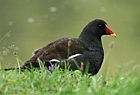 Teichhuhn