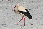 Wei&szlig; Storch