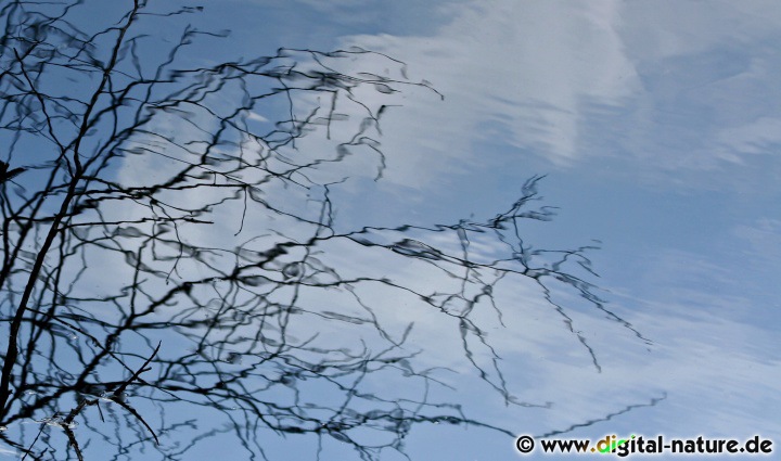Wolken und Äste