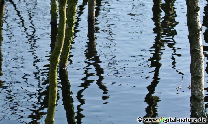 Baumstämme im Wasser