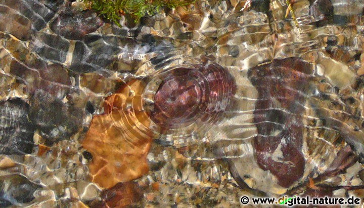 Wasserspiegelung im Bach