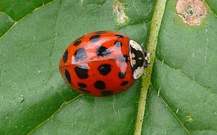 Harmonia axyridis