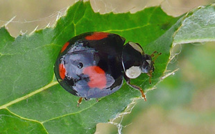 Harmonia axyridis