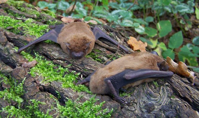 Nyctalus noctula