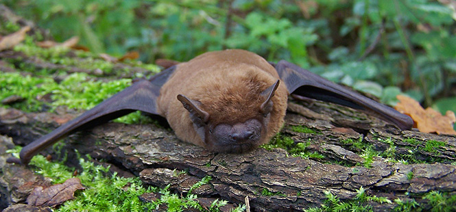 Nyctalus noctula