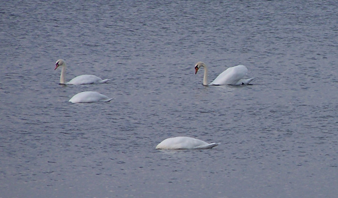 Cygnus olor