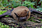 Großer Abendsegler (Nyctalus noctula)